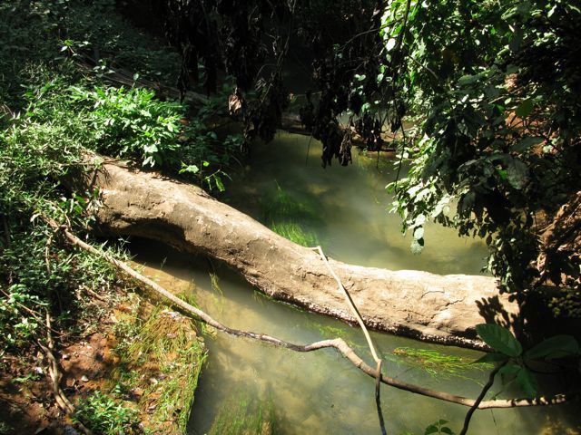 Album - la forêt de Kou