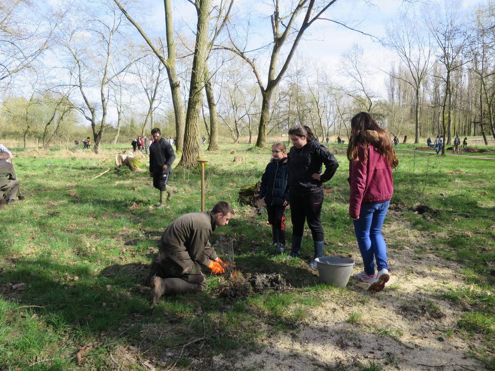 O3 A8 Planter des arbres pour fêter l'Europe