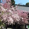 La beauté du printemps japonais
