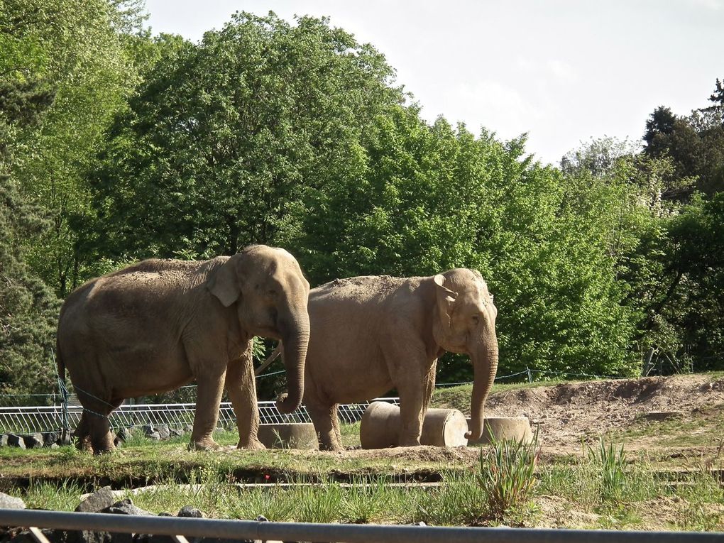 les animaux du parc