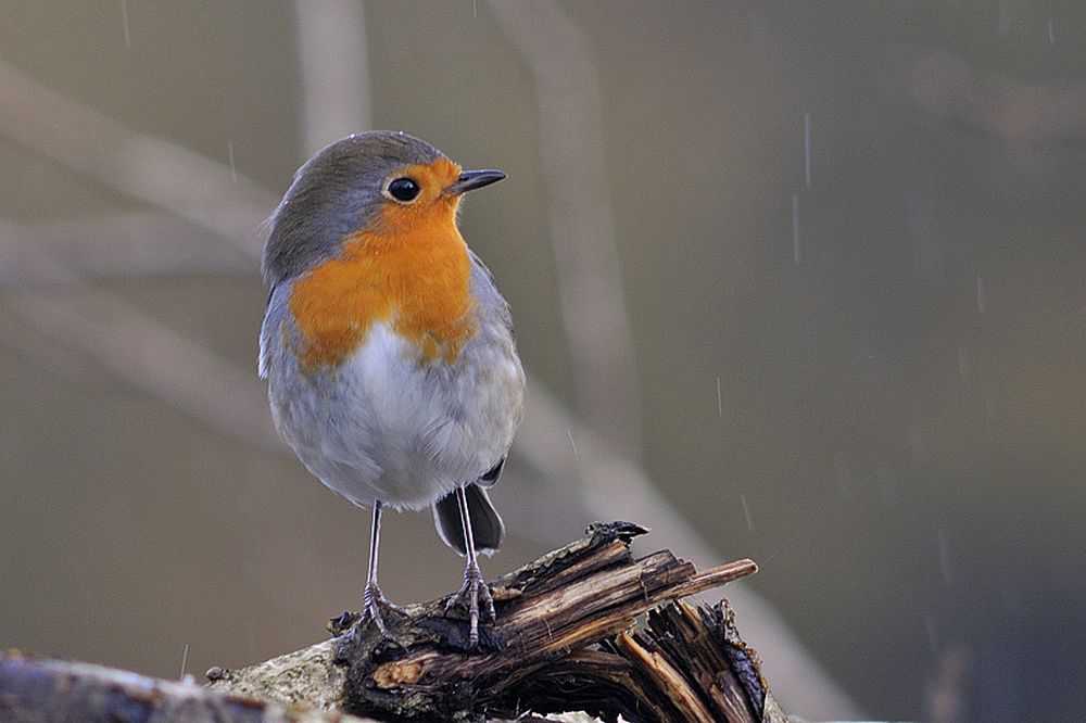 Album - Les oiseaux des jardins