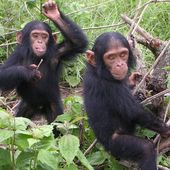 Des chercheurs décodent le langage des signes des chimpanzés