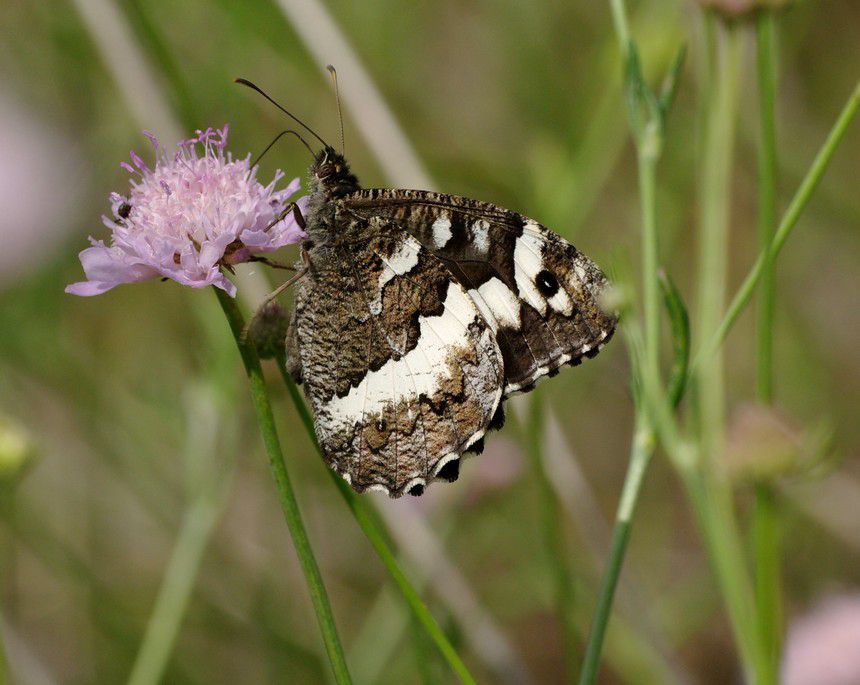 Album - Macro-Papillons