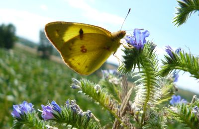 Papillons en Lauragais (2) : le Souci 