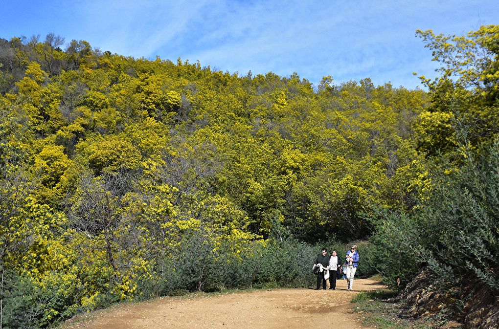 SUR LA ROUTE DU MIMOSA: GRASSE-MANDELIEU