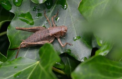 La decticelle cendrée : Pholidoptera griseoaptera ...