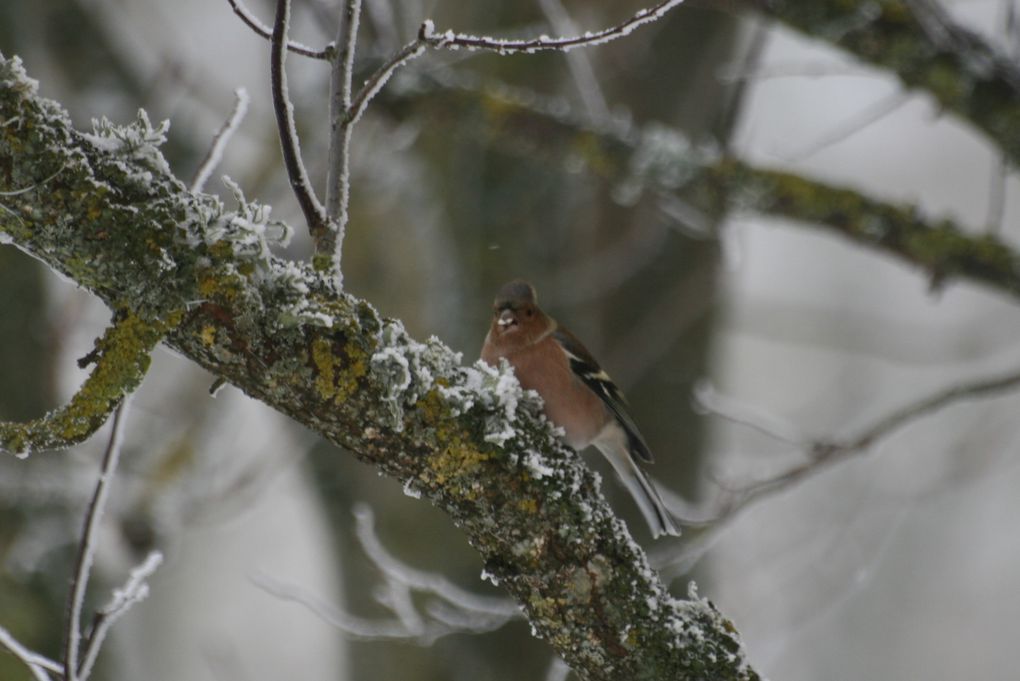 Ballade dans la neige à Séverac...
Le 10 Janvier 2010