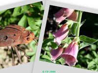 Album - 01-album-jardin