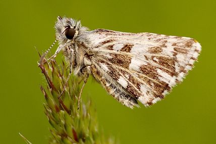 Papillon des Montagnes