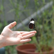 Les papillons sont un bel exemple de la beauté que la vie génère naturellement et gratuitement. 