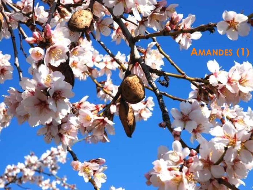 La Nature - Les Plantes - 1