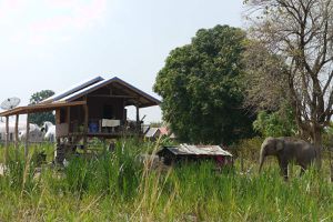Le village éléphant de Ban Ta Klang