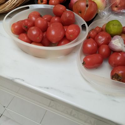 tomates du jardin et brugnons