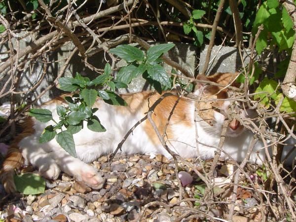 Album - Nature-et-jardin-3