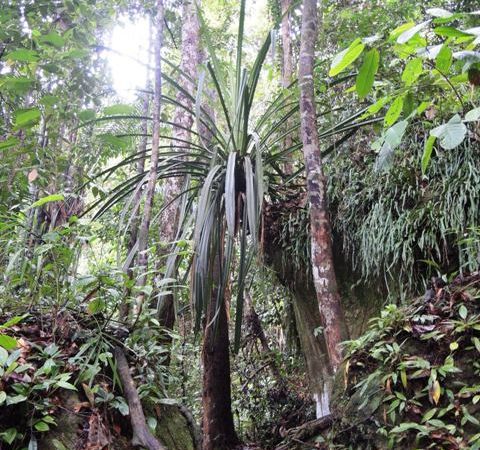 Forêt équatoriale plutôt dense, les filles goutent aux joies du taux d'humidité local... pas bon pour le brushing !