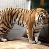 Iran et Russie échangent deux léopards persans contre deux tigres de Sibérie