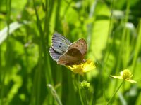 Papillons des prairies fleuries