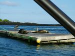 Galápagos Inseln - Isla Isabela