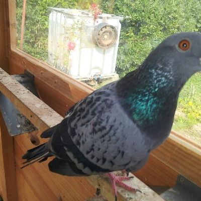 Attila, pigeonneau tombé du nid devenu beau pigeon débordant de santé!