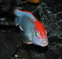 PSEUDOTROPHEUS SP. "PERSPICAX ORANGE CAP"