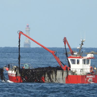 Les navires goémoniers au travail dans l'archipel de Molène, devant Bannec.