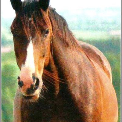 Images chevaux