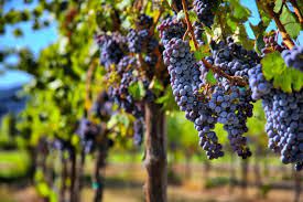 #Cabernet Franc Producers North east Victoria Vineyards Australia