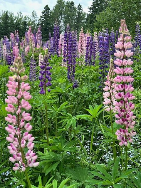 Le Canada - Le Jardin de Métis