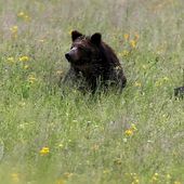 Déçu de ne pas avoir vu d'ours dans un parc naturel, un touriste fait une étrange demande