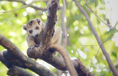 Madagascar - Aout 2019 - Circuit du Nord au Sud - En Famille 