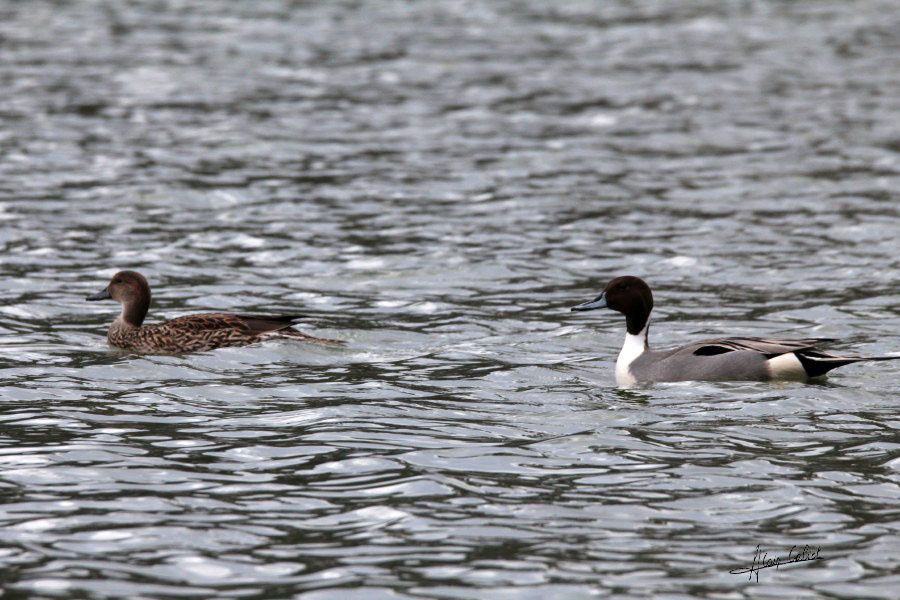 Canard pilet