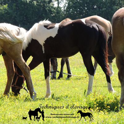 Un poulain n’est pas un cheval