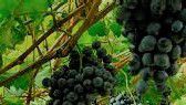 #Teroldego Producers Brasil Vineyards