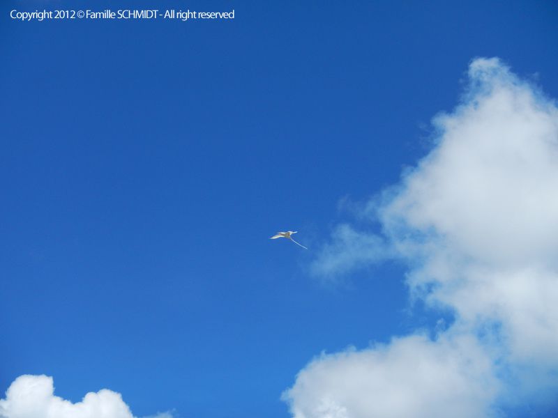 Tous les oiseaux et roussettes, que nous croisons dans nos promenades ou dans notre jardin