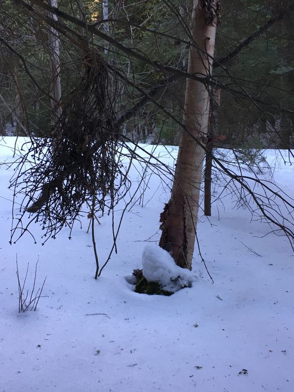 Pied de nez aux musées , la nature m' offre ses sculptures .