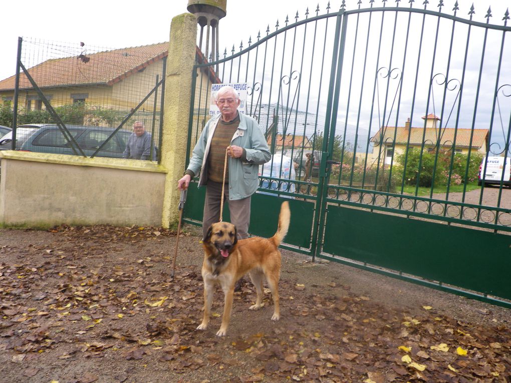 Album - CHIENS-ADOPTES-novembre-decembre-2011.