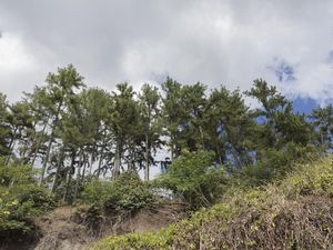 Premier arrêt pour voir le seul tiki souriant des Marquises, un photo de pinus et d'avocat en prime !