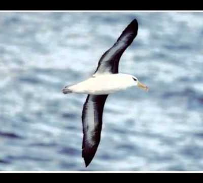 L'albatros de Charles Baudelaire : 