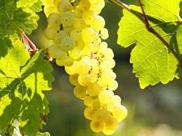 #Riesling Producers Uruguay Vineyards