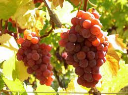 #Gewürztraminer Producers Central Coast California Vineyards 
