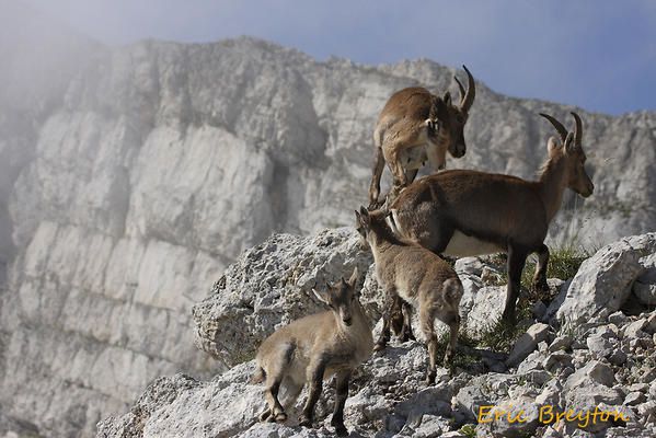 Album - Bouquetins-du-Vercors