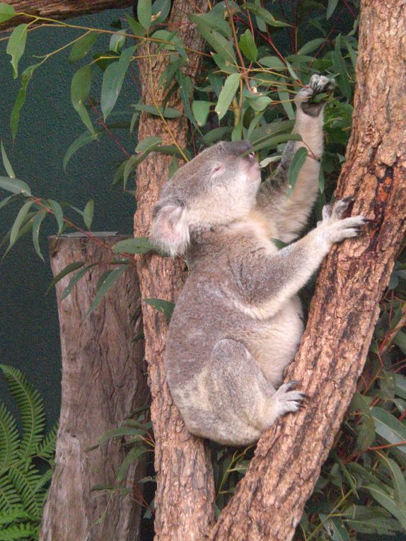 Périple à Sydney