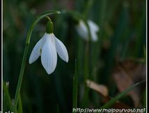 Perce-neige ...