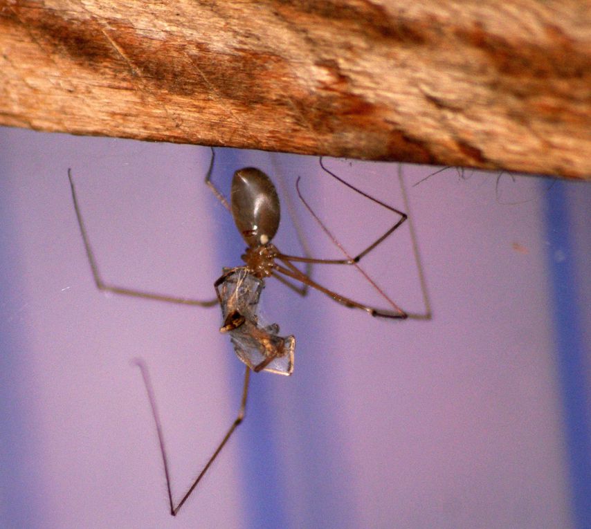 Photos d'insectes et d'araignées généralement en macro