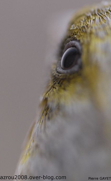 photos prises aux alentours du village de Chemilly, dans l'Allier (03), ainsi que dans la Nièvre (58) et le Puy-de-Dôme (63). Vous y trouverez principalement des photos d'insectes et de fleurs.