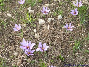 Promenade dans le Loiret 2016, Camping-car-club-Beauce-Gâtinais