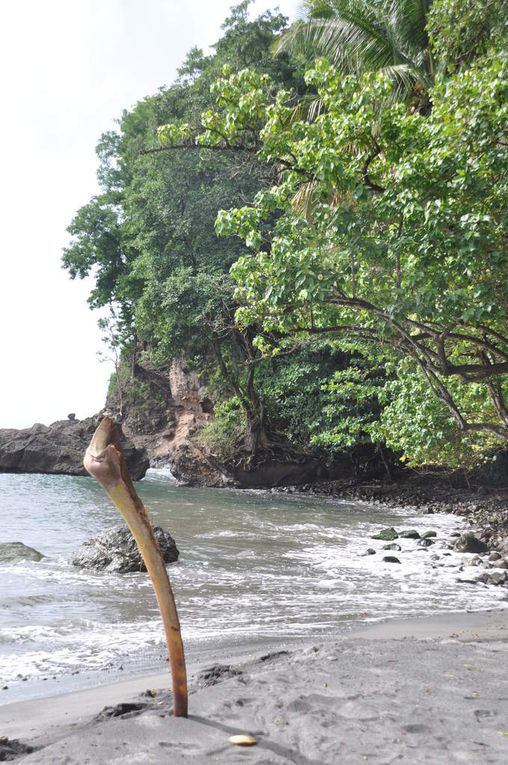 quelques photos de la martinique