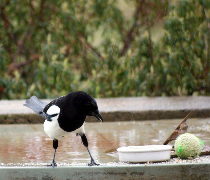 Photos d'animaux rencontrés au cours de mes balades mais aussi ceux qui fréquentent mon jardin.