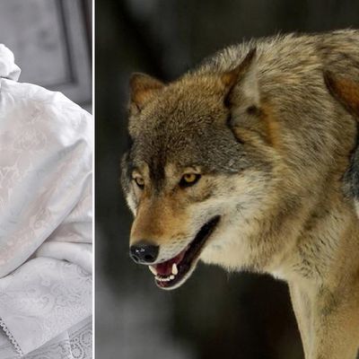 Pourquoi tous les médias, inféodés à Bergoglio - prétendu pape François - attaquent le vrai pape Benoît XVI Ratzinger