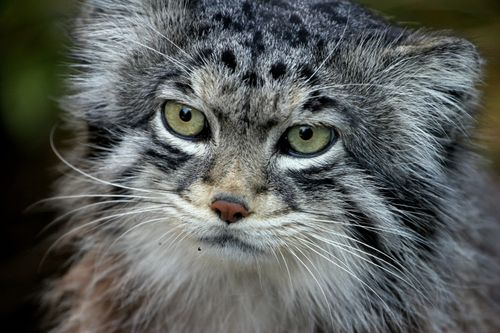 Photos Felins Maine Coon And Friends